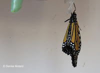 Handicapped Monarch butterfly only uses 1st pair of legs - © Denise Motard