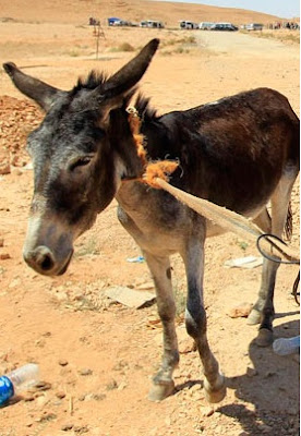 Un burro podría ganar la alcaldía