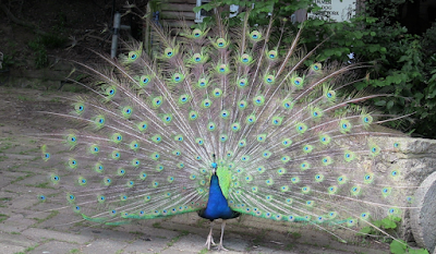 Peacock- National bird of India
