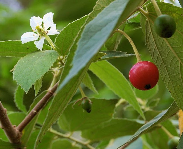 Manfaat Buah Kersen Untuk Kesehatan