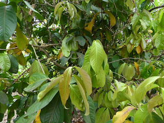 Syzygium malaccense - Jambosier rouge - Jambose