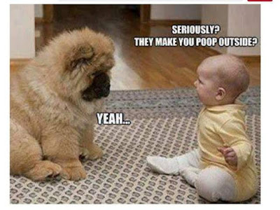 30 Funny animal captions - part 57, funny animal caption images