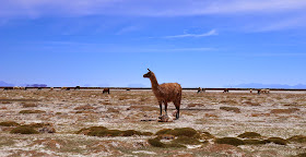 Llama Giving Birth in Uyuni, Bolivia