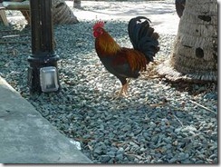 clip_image002