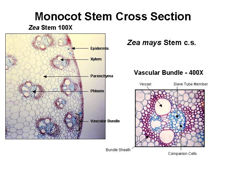 Monocot Stem Picture with its Parts from Internet-2.bp.blogspot.com