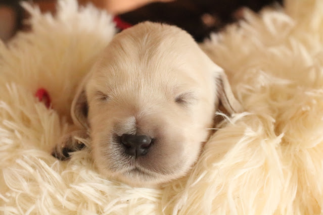 hodowla golden retriever Animals Triumph