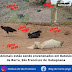 Animais estão sendo envenenados em Batelão de Barra, São Francisco de Itabapoana