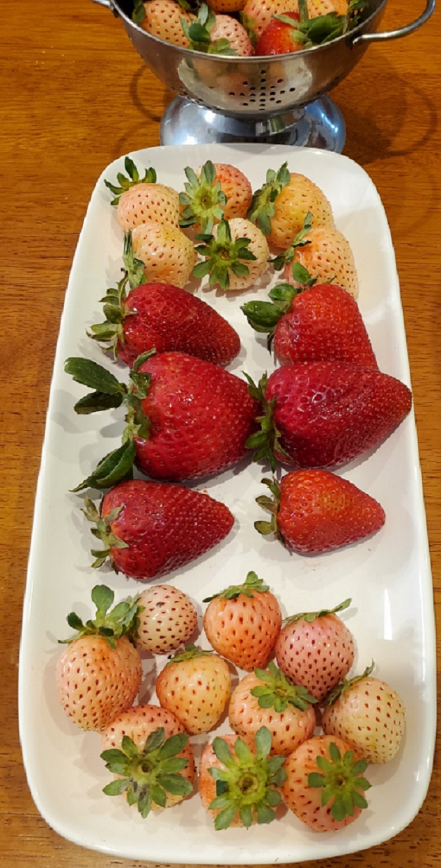 pine berries and strawberries