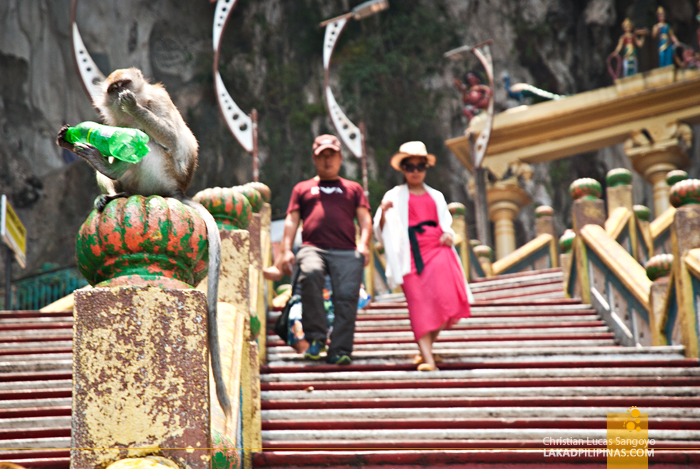 Batu Caves Malaysia Monkey