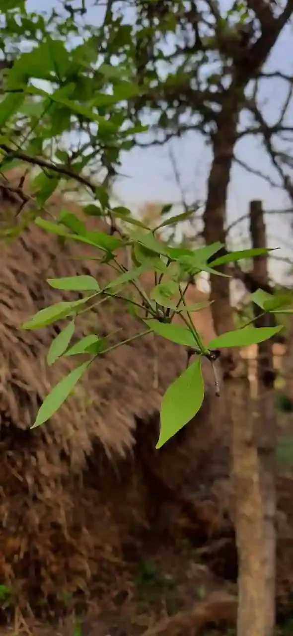 বেল গাছ দেখতে কেমন হয়