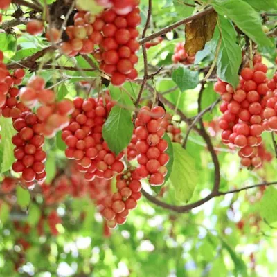 Omija (Schisandra Berry)