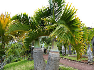 Hyophorbe lagenicaulis - Palmier bonbonne