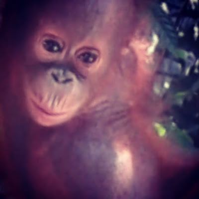 baby orangutan facts