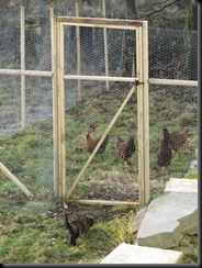IMG_4223 IMG_4223