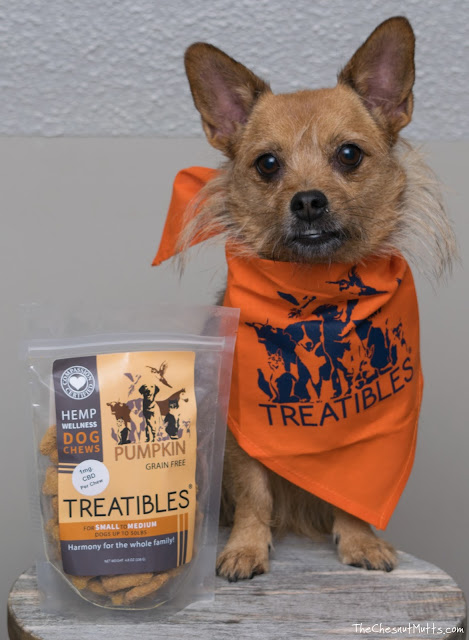 Jada with a bag of Treatibles hemp wellness dog chews