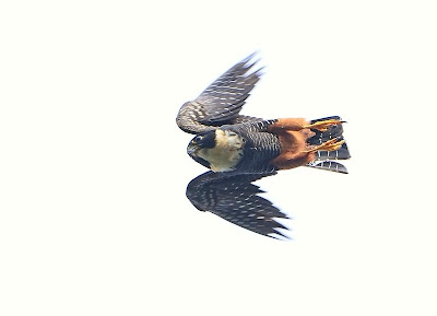 Halcón negro chico Falco rufigularis