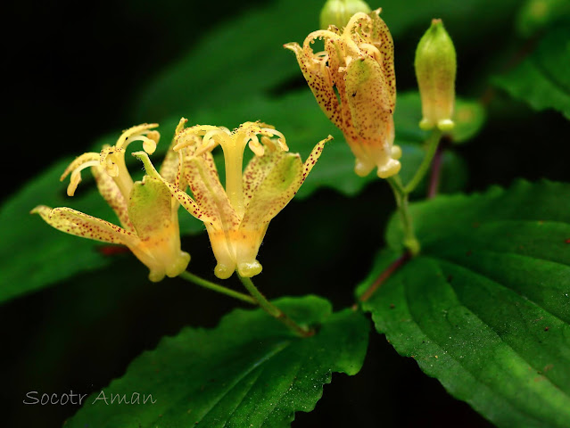 Tricyrtis latifolia