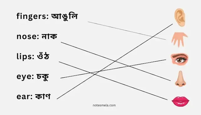 Class 3 English Lesson 1 Ten Little Fingers Question Answer