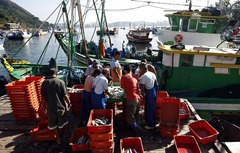 Pescadores da colônia de pesca de Jurujuba, em Niterói, reclamam de prejuízo no período de defeso da sardinha / Foto: Custódio Coimbra