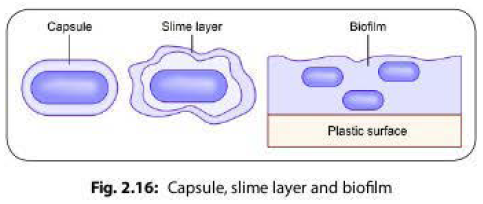 Bacterial capsule, slime layer and biofilm