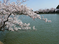 鮮やかな桜