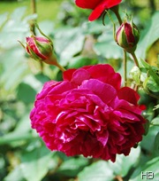 Rose William Shakespeare 2000 © H. Brune