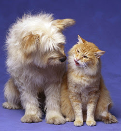 Cute Cats and Dogs Pictures