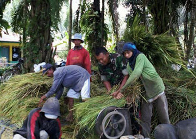 Panen Padi, Serka Sugiono Terus Motivasi Petani di Langkat