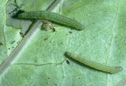  HAMA  HAMA  PENTING TANAMAN  SAYURAN  FAMILI BRASSICACEAE DAN 