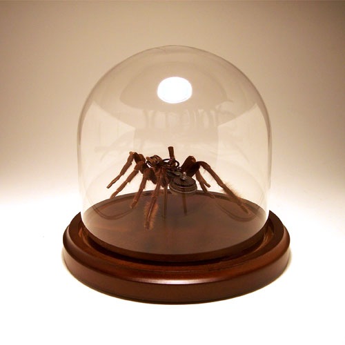 eletricbugs (22)