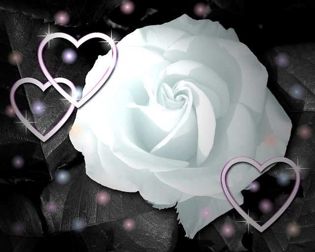 Love Wid White Rose Flower Wallpaper