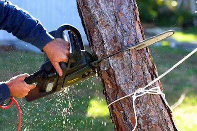 Tree Removal Brisbane Professionals
