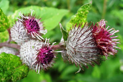 Thistle buds