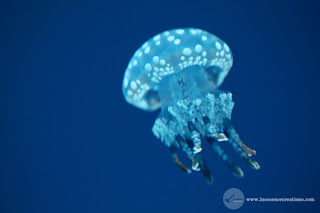 Australian Spotted Jellyfish, Ripley's Aquarium - Toronto, Ontario, Canada