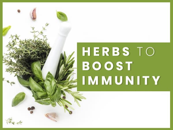 Top 15 Best Herbs for Boosting Immunity