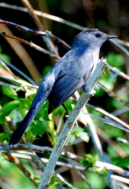 3. gray catbird-kab