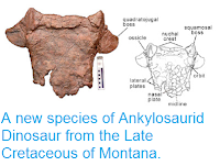 http://sciencythoughts.blogspot.co.uk/2013/07/a-new-species-of-ankylosaurid-dinosaur.html