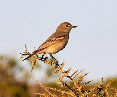 Gaucho chico,  Agriornis murinus