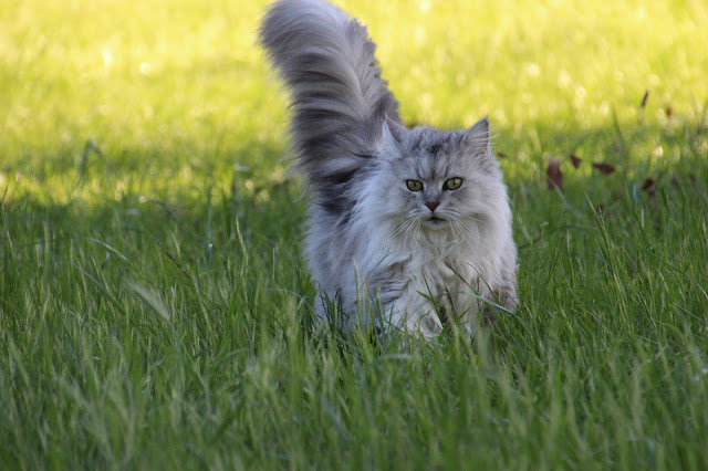 What is a Munchkin cat? – Cat in the Box LLC