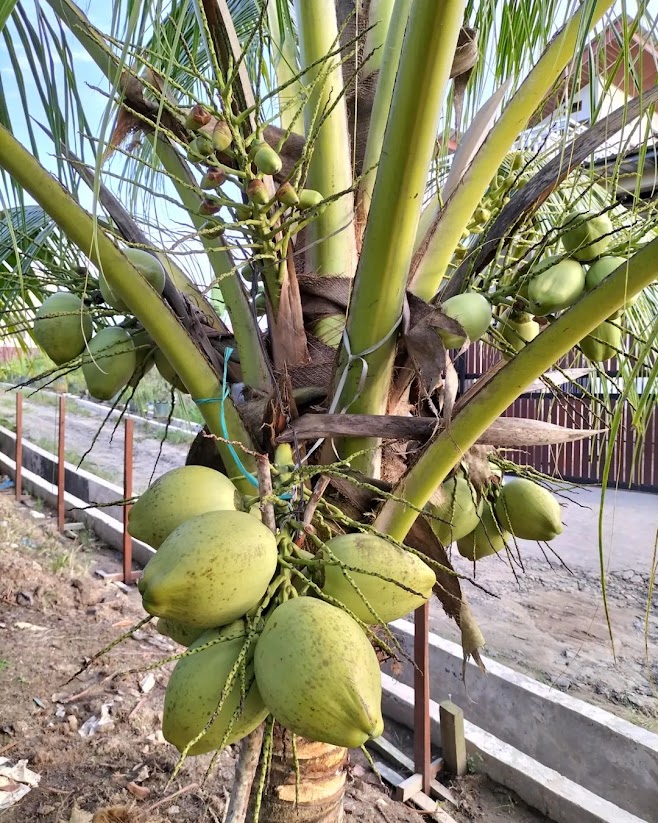 jual bibit tanaman kelapa kopyor yang baik manado Aceh