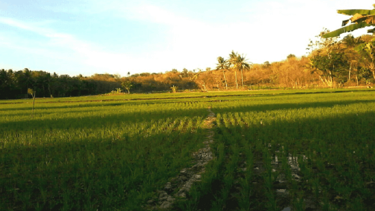 Puisi Senja Di Ujung Desa