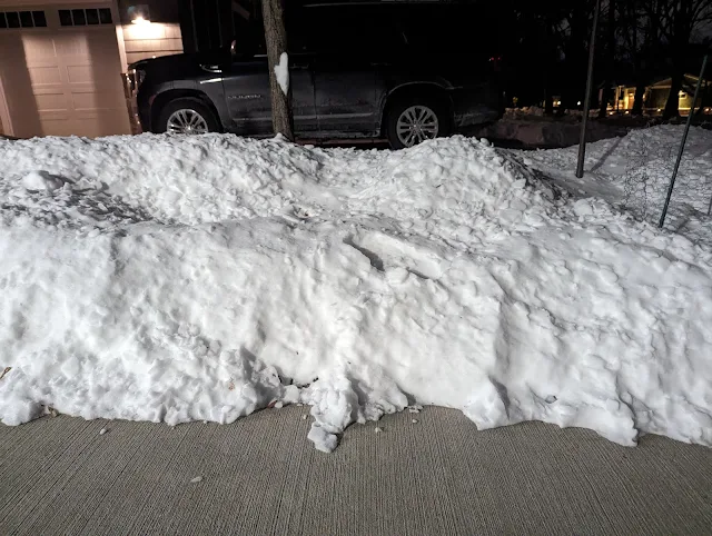 Snow pile insulation for garden - Bald Cypress, conifers and Red Fox Katsura Tree