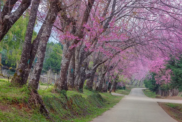 Mẫu Tranh Con Đường Hoa Anh Đào Đẹp