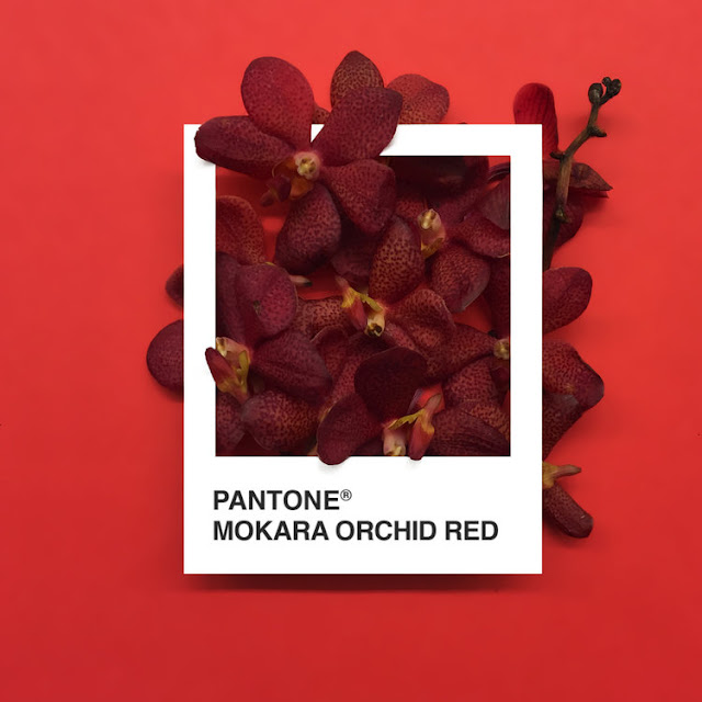 Pantone Flowers, un colorido proyecto realizado con hermosas flores