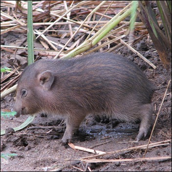 Pygmy Hog