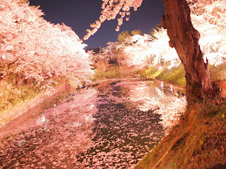 弘前城の桜２