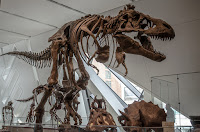 Dinosaur Bones - Photo by Narciso Arellano on Unsplash