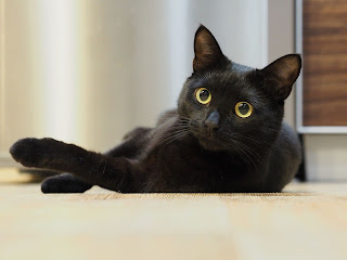 Gato irrumpe en la boda y salta sobre el vestido de la novia para tomar una siesta acogedora