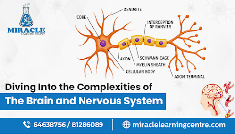 Diving into the Complexities of the Brain and Nervous System