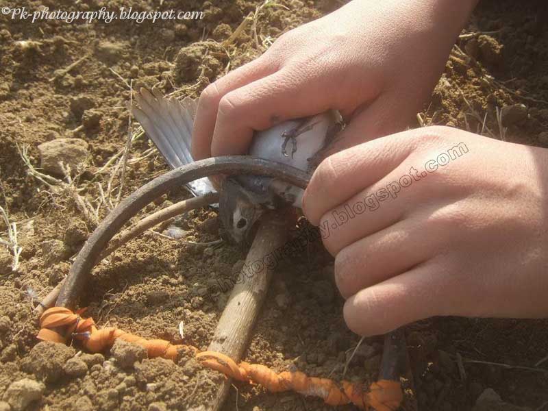 Nature, Cultural, and Travel Photography Blog: Homemade Bird Trap